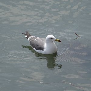 Black-tailed gull.
