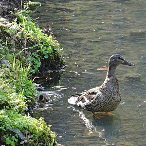 Mallard or Eastern spot-billed duck ?