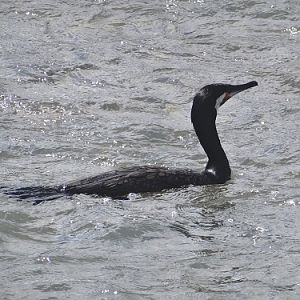Great cormorant.