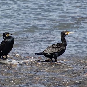 Great cormorants.