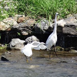 Little and Great egrets