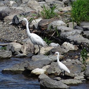Little and Great egrets.