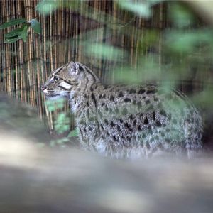 New female fishing cat
