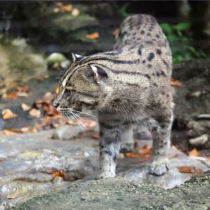 Lek the fishing cat