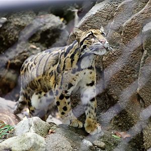 Clouded leopard