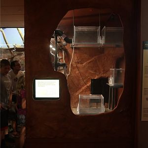 New naked mole rat exhibit, the other side