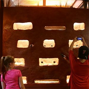 New naked mole rat exhibit