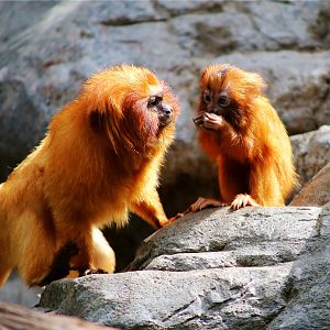 Golden lion tamarin mom and her two-month old child
