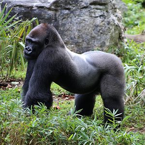 Kojo the western lowland gorilla