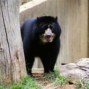 Beorn the Andean bear