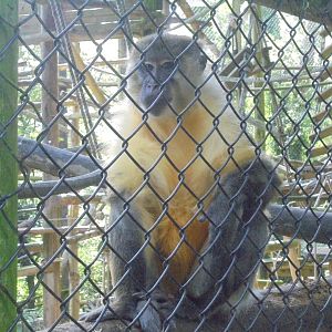 Golden-bellied Mangabey(male)