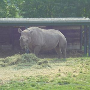 Black Rhino bull 'Sammy' (from Chester)