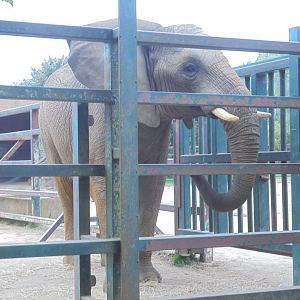 Bull elephant 'Coco'.