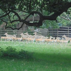 Asian paddock female Blackbuck & Nilgai.