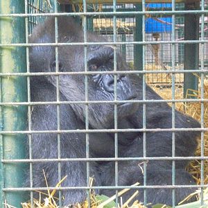 Baby Doll- oldest Howletts gorilla.