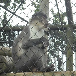White-naped Mangabey (male)