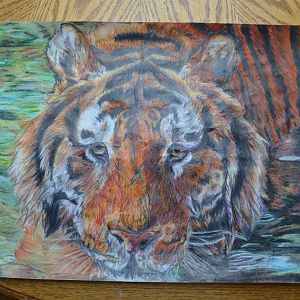 Amur Tiger Pencil Drawing