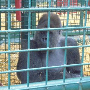 Male Gorilla 'Sammi' who came from Givsgud, Denmark.