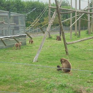 Outdoor Geladas, mother with baby in fg.