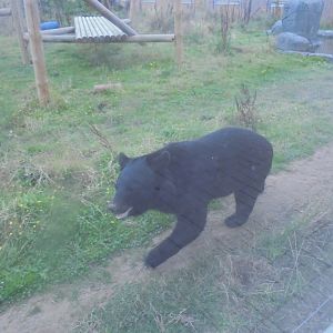Himalayan Black Bear
