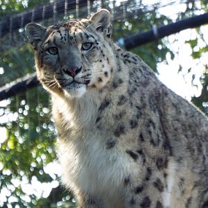 Snow Leopard