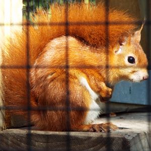 Red Squirrel