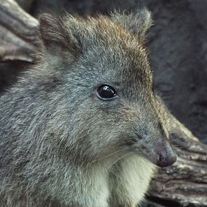 Long-nosed Potoroo