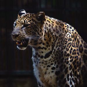 Maoming Forest Park - Leopard