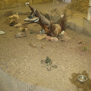 Terrariet Vissenbjerg - The desert - Gopher tortoise exhibit