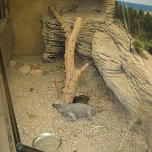 Terrariet Vissenbjerg - The desert - Iguana exhibit