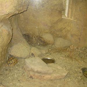 Terrariet Vissenbjerg - The desert - Egyptian tortoise exhibit
