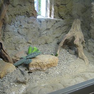 Terrariet Vissenbjerg - The desert - Rattlesnake exhibit #1