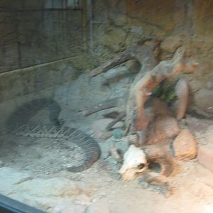 Terrariet Vissenbjerg - The desert - Rattlesnake exhibit #2