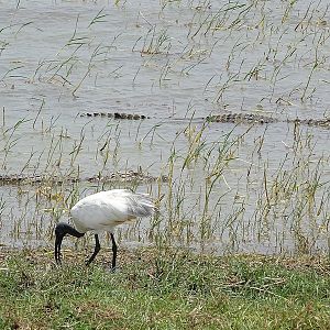 Mugger crocodile and Australian white ibis