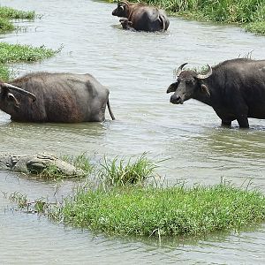 Mugger crocodile and domestic water buffalo
