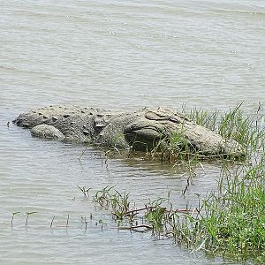 Mugger crocodile
