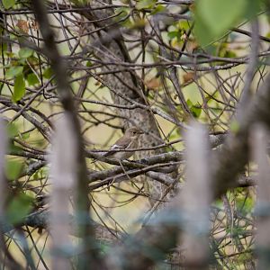European pied flycatcher, Ficedula hypoleuca hypoleuca