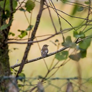 European pied flycatcher, Ficedula hypoleuca hypoleuca