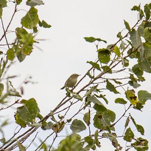 Greenish warbler, Phylloscopus trochiloides viridanus