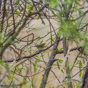 Greenish warbler, Phylloscopus trochiloides viridanus