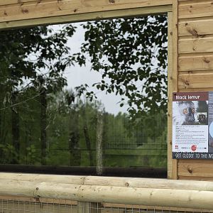 Black lemur indoor viewing