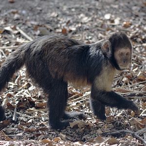 Yellow-breasted capuchin