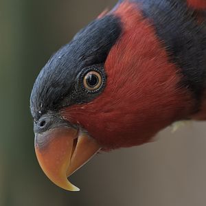 Black-capped lory
