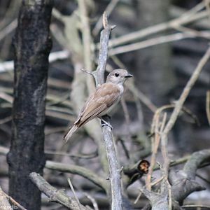 Mangrove Whistler - Kuala Selangor