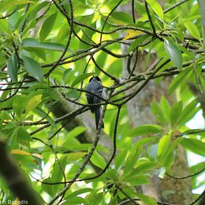 Cinereous Tit - Kuala Selangor