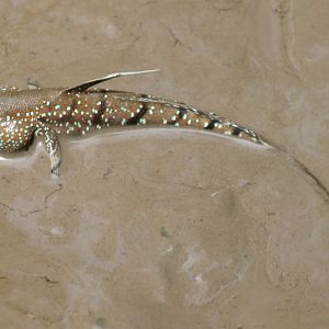 Colourful Mudskipper - Kuala Selangor