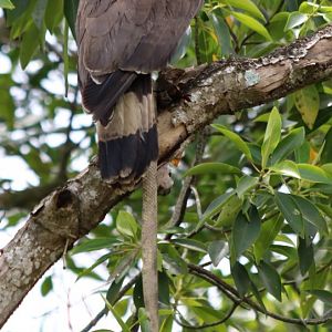 Serpent Eagle with Serpent - Kuala Selangor