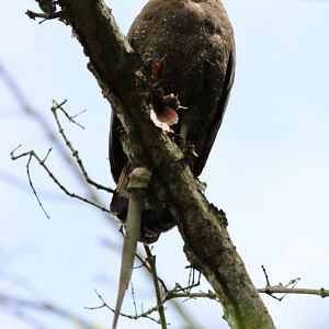 Serpent Eagle With Serpent - Kuala Selangor