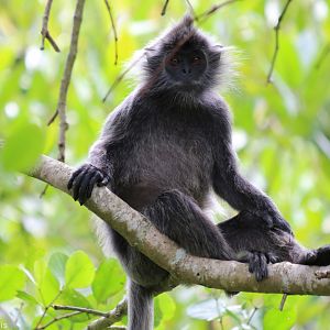 Selangor Silvered Langur - Kuala Selangor