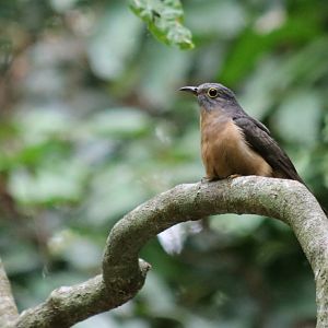 Rusty-breasted Cuckoo - Kuala Selangor